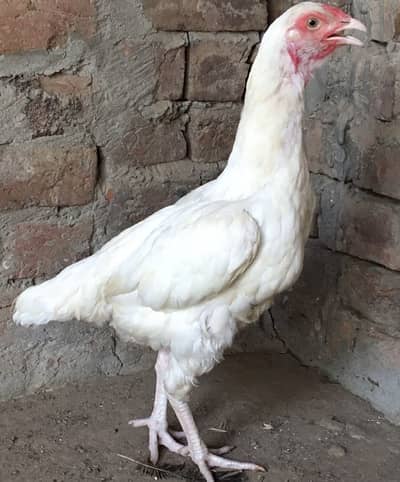 Bredar madii white aseel  heraa