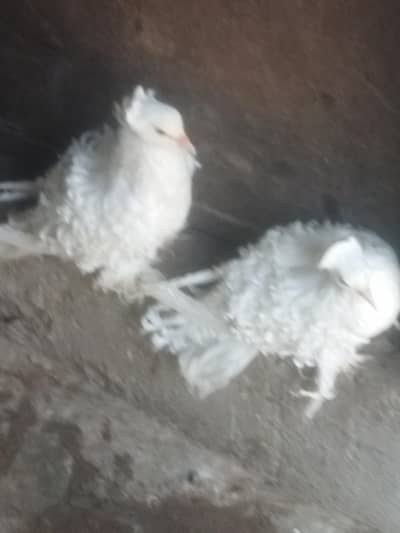 white frillback pigeons for sale