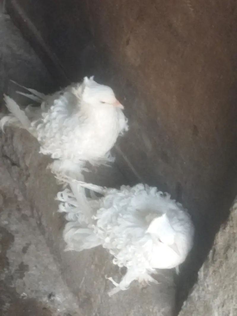white frillback pigeons for sale — photo 2