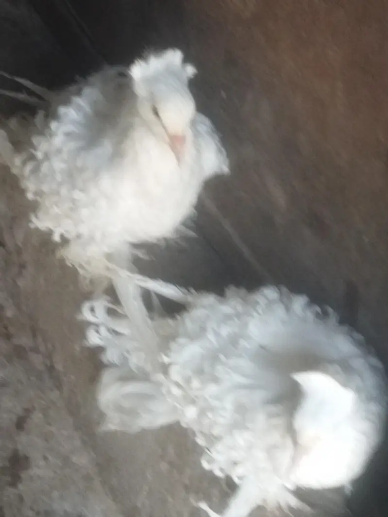 white frillback pigeons for sale — photo 3
