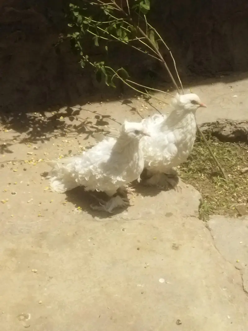 white frillback pigeons for sale — photo 4
