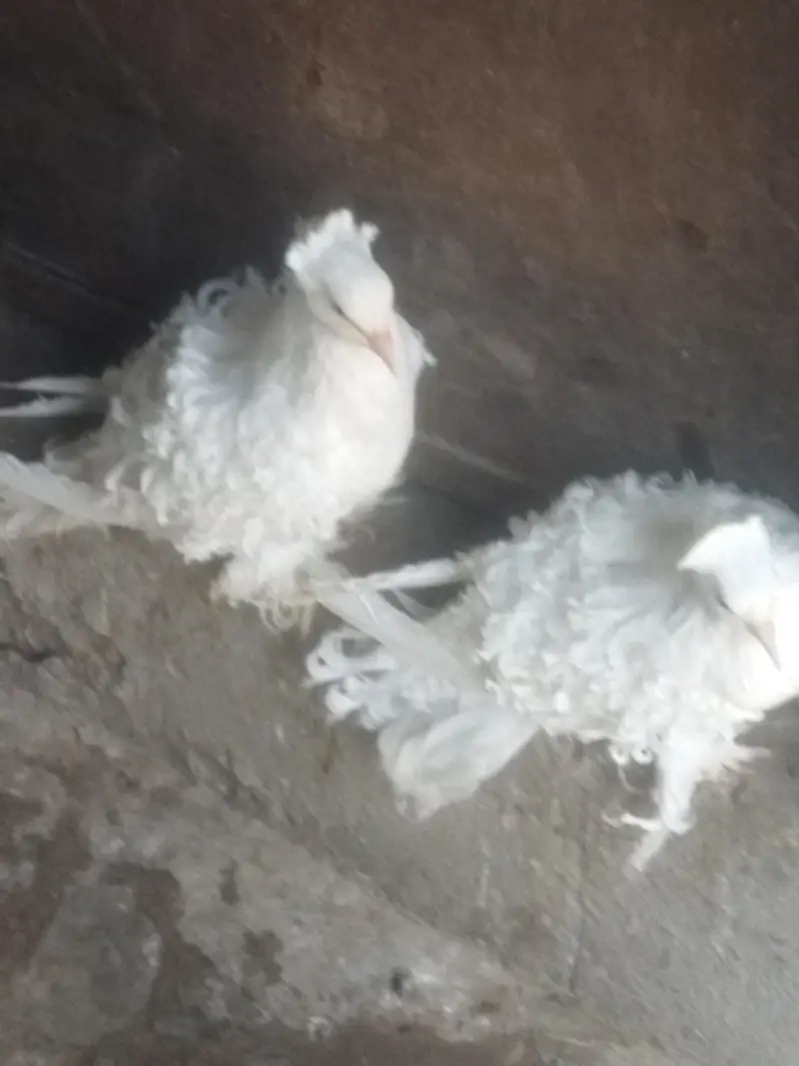 white frillback pigeons for sale — photo 5