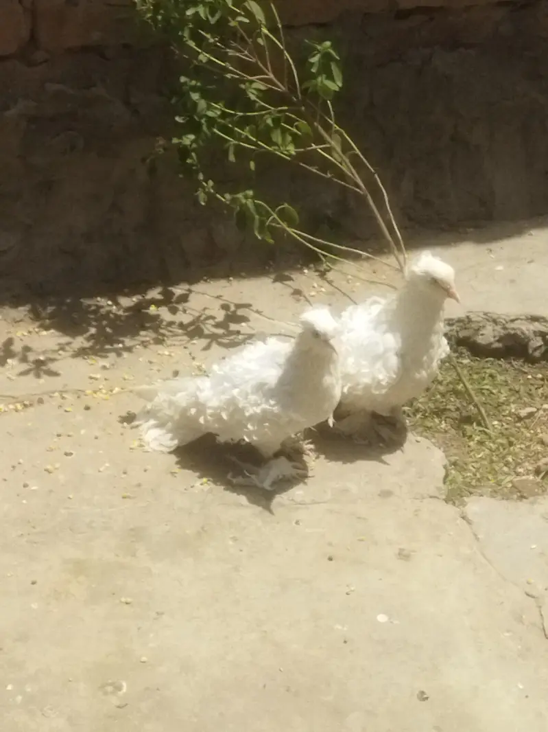 white frillback pigeons for sale — photo 6