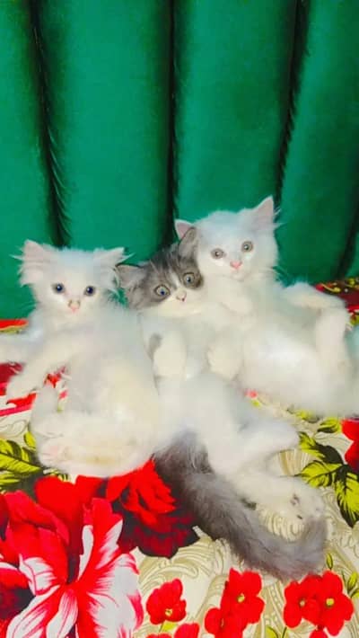 Persian cats best double tone