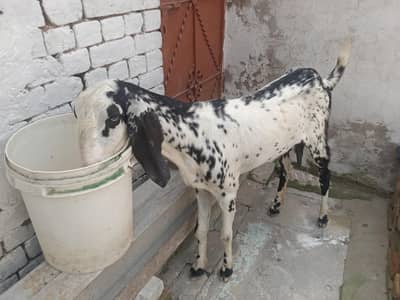 2 danth bakri
