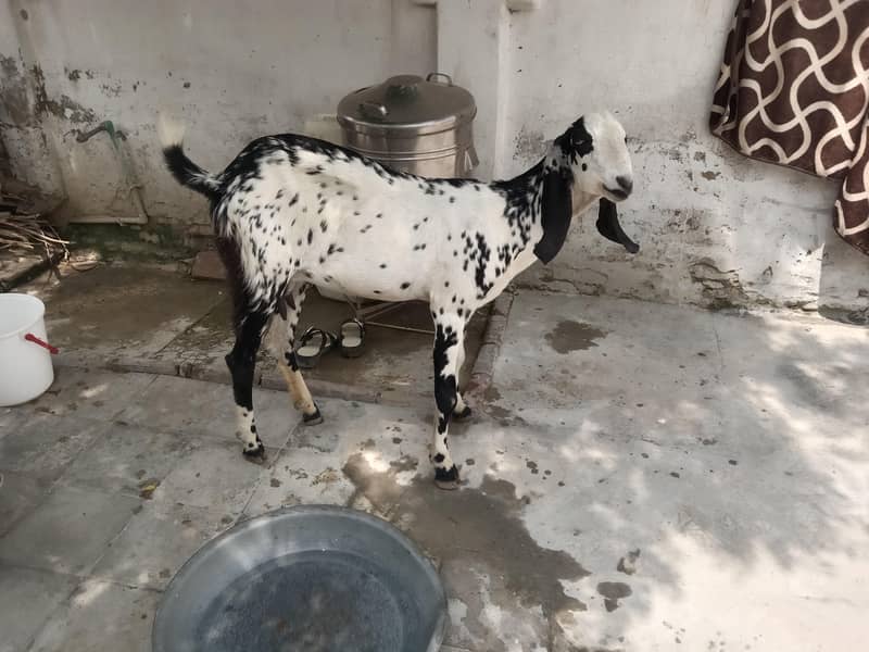 2 danth bakri 1