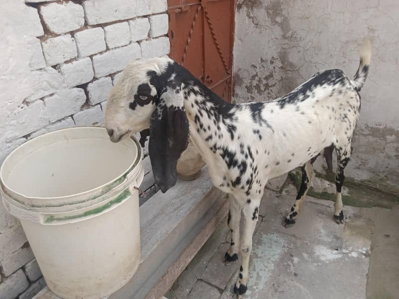 2 danth bakri 2