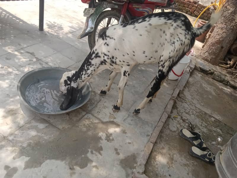 2 danth bakri 3