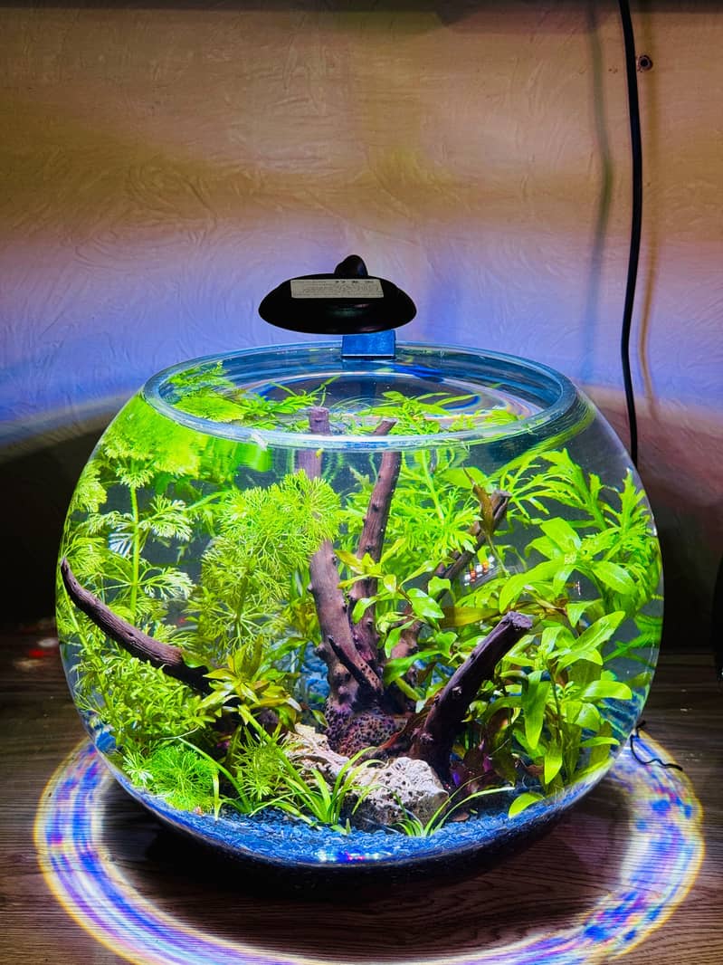 Aquaforest 1