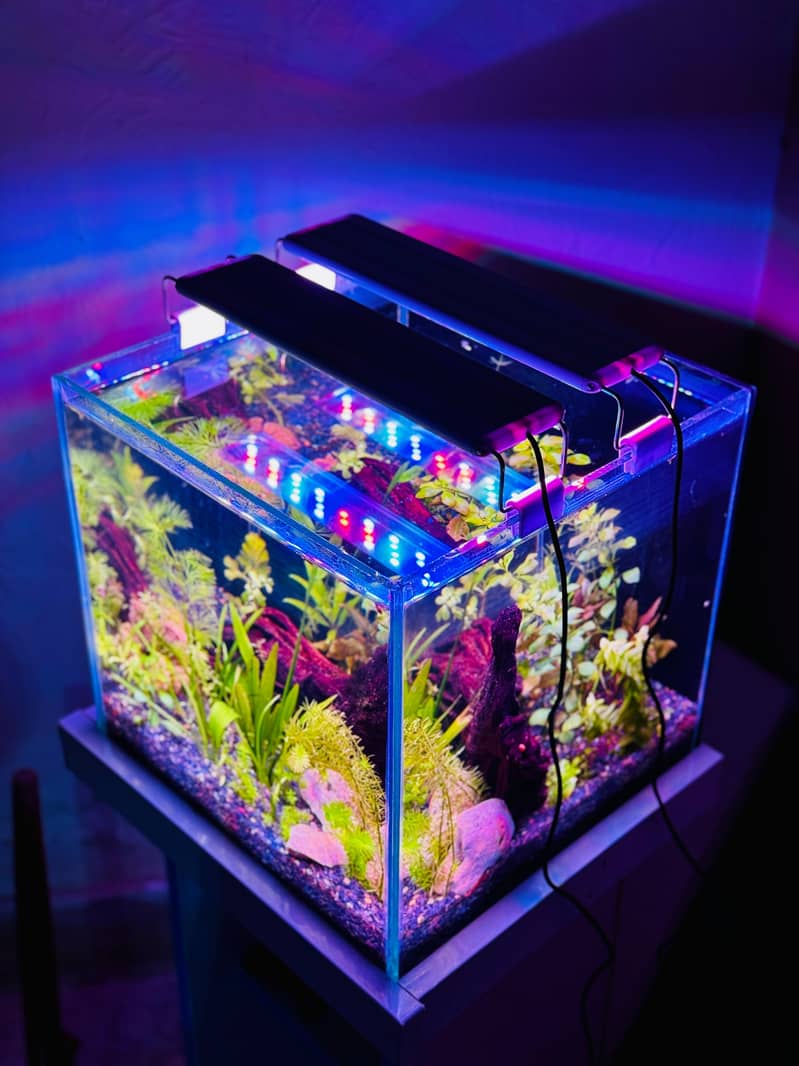 Aquaforest 4