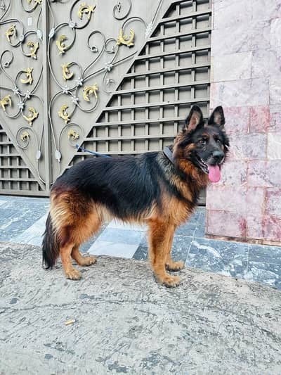German shepherd dog