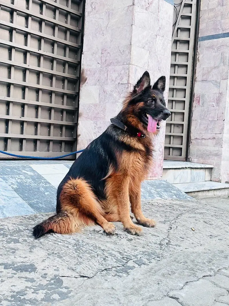 Premium long coat german shepherd_Healthy & Beautiful — photo 2