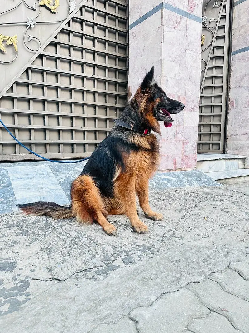 Premium long coat german shepherd_Healthy & Beautiful — photo 3
