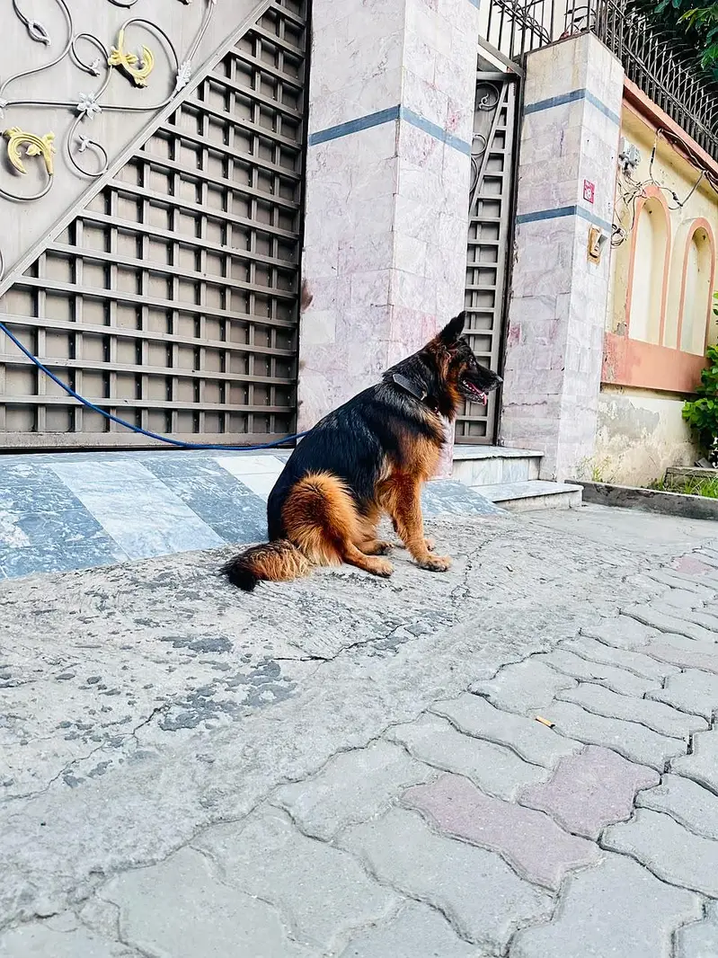 Premium long coat german shepherd_Healthy & Beautiful — photo 4