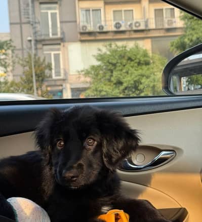 German shepherd puppy for sale