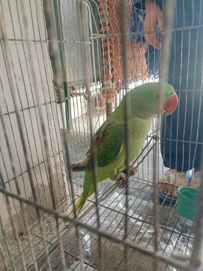 raw parrot bohat axha ha