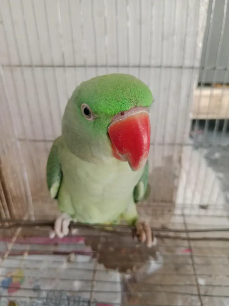 raw parrot bohat axha ha — photo 2