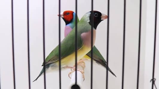 Gouldian Finch pairs
