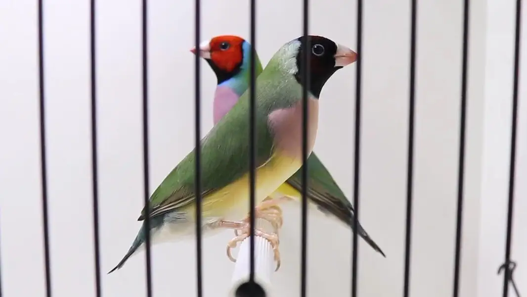 Gouldian Finch pairs