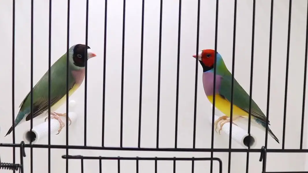 Gouldian Finch pairs — photo 2