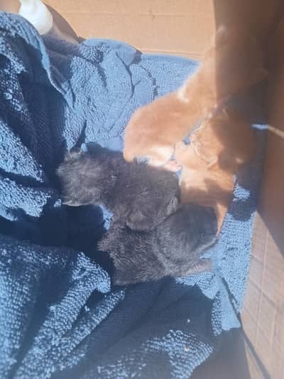 1 week old kittens for sale
