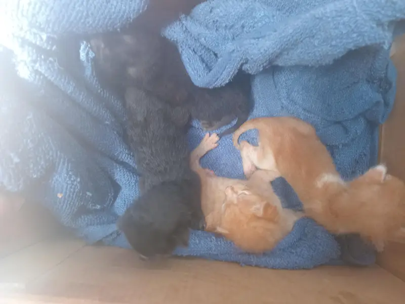 1 week old kittens for sale — photo 2