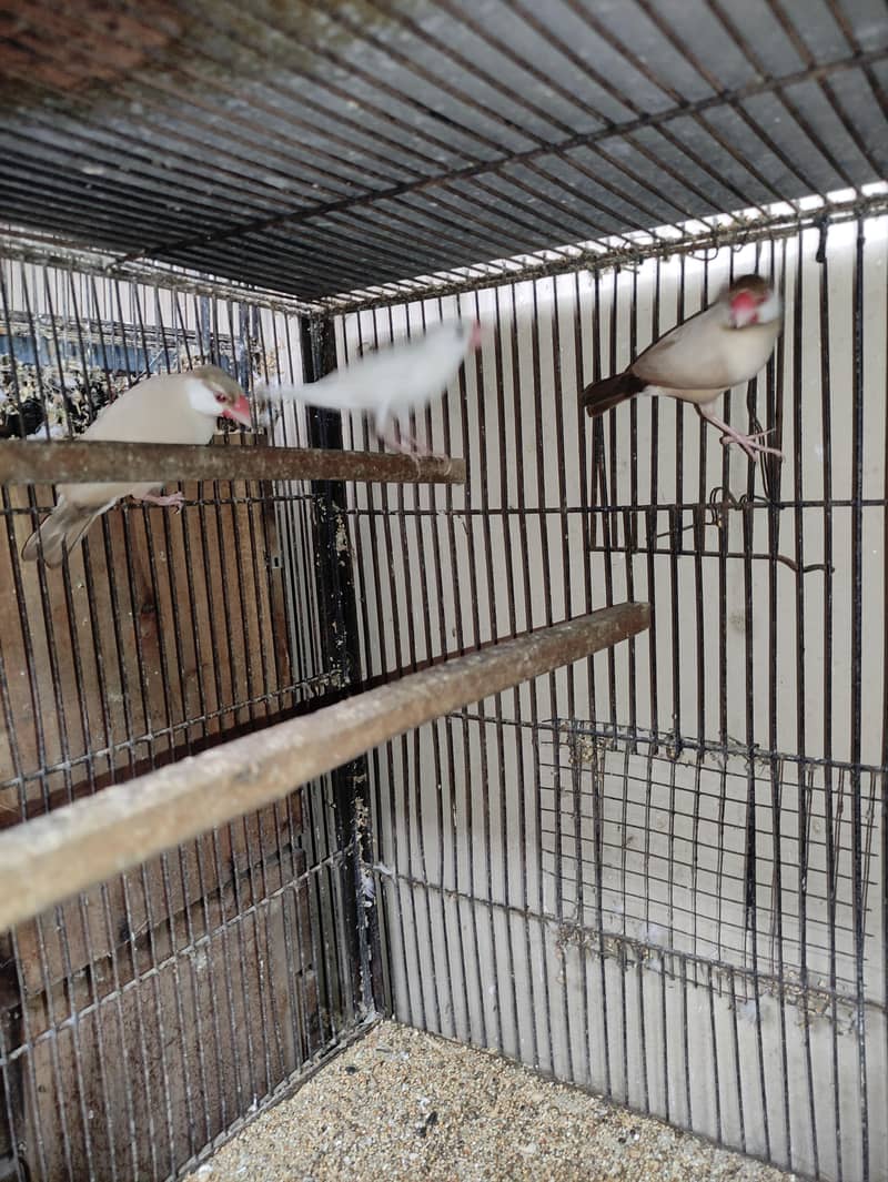 Fawn , Opal , White Java 7
