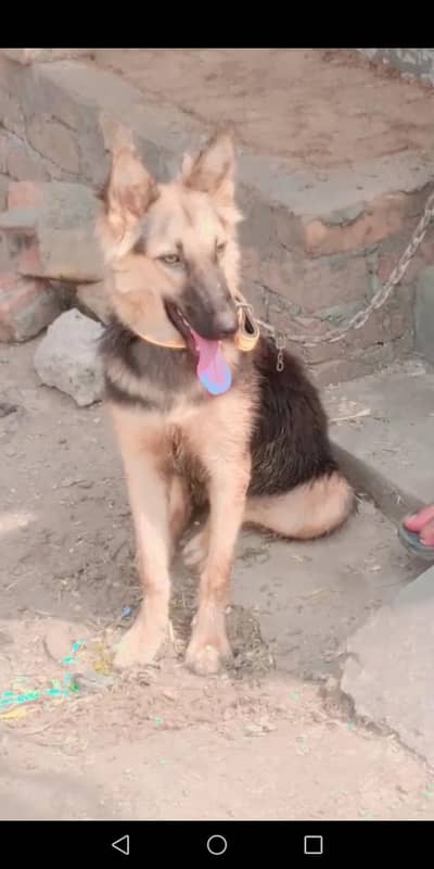 urgent sale German shaferd
