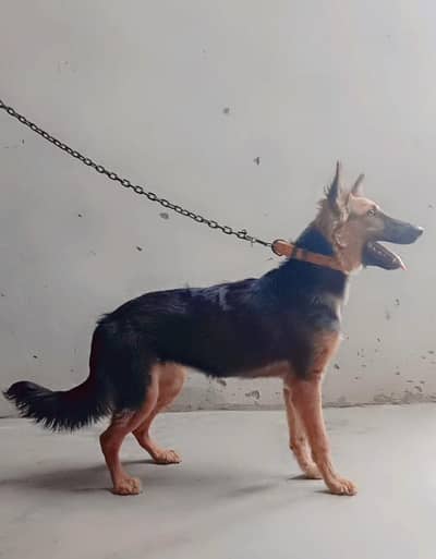 urgent sale German shaferd