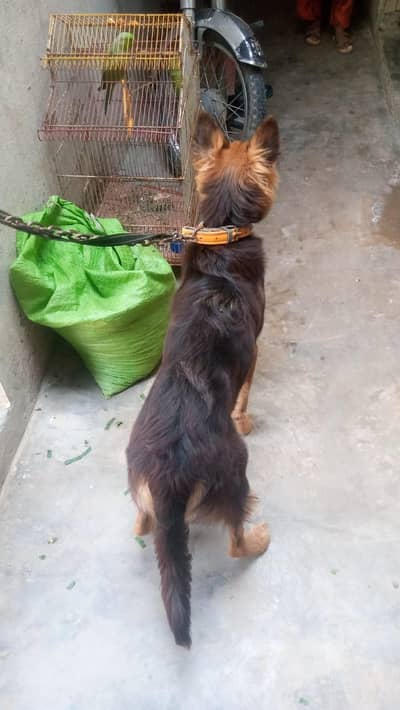 urgent sale German shaferd