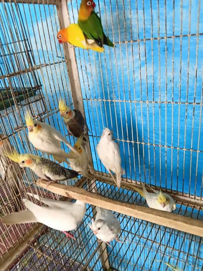 7 PC Cocktail 2 PC Khumra For Sale Satyana Road Fsd