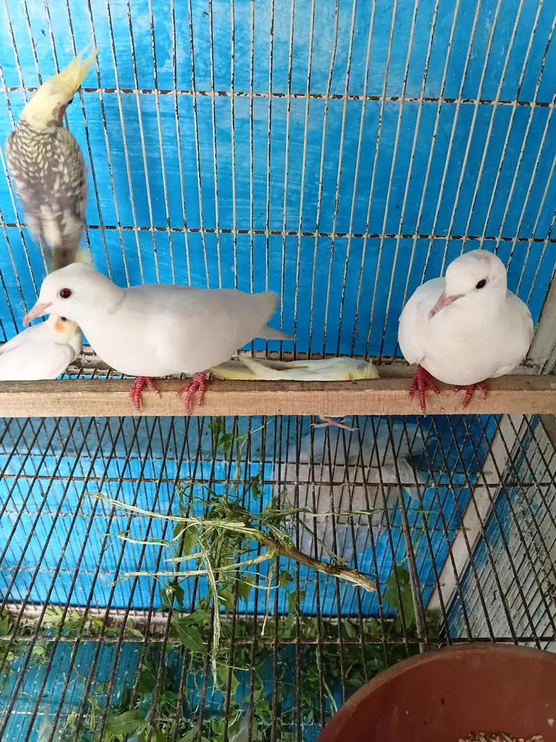 7 PC Cocktail 2 PC Khumra For Sale Satyana Road Fsd — photo 2