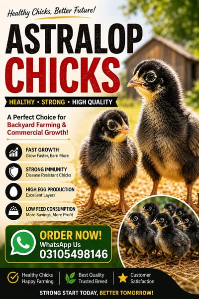 astralop chicks for sale