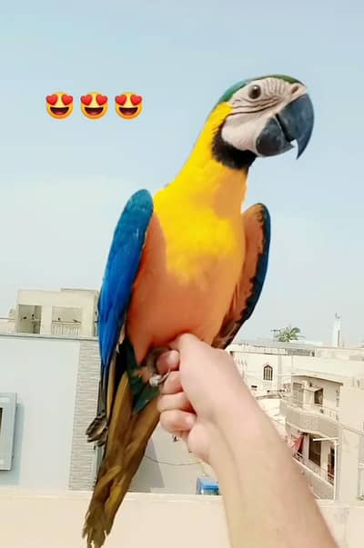 Macaw near self /03156376925