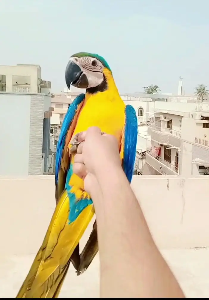 Macaw near self /03156376925 — photo 2