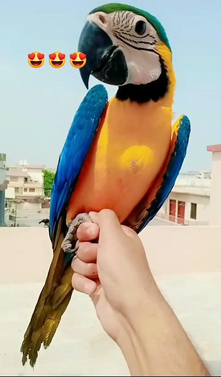 Macaw near self /03156376925 — photo 3