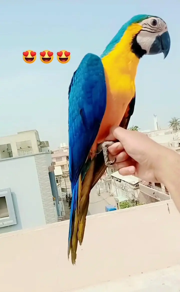 Macaw near self /03156376925 — photo 4