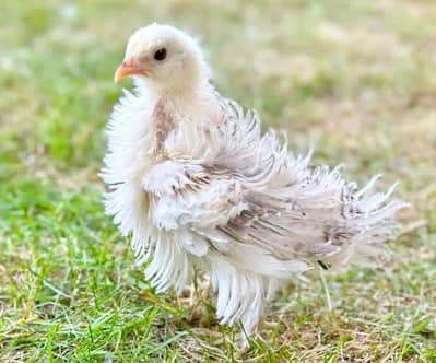 Frizzle snow white chicks