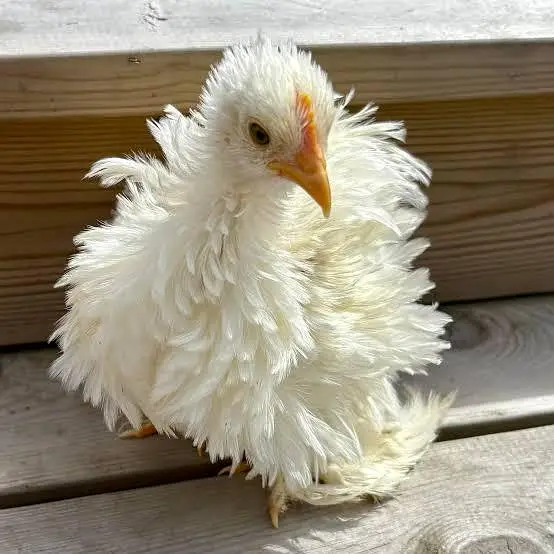 Frizzle snow white chicks — photo 2