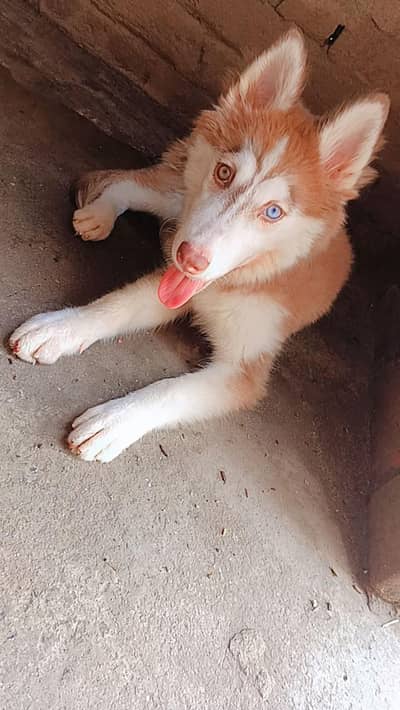Husky for sale