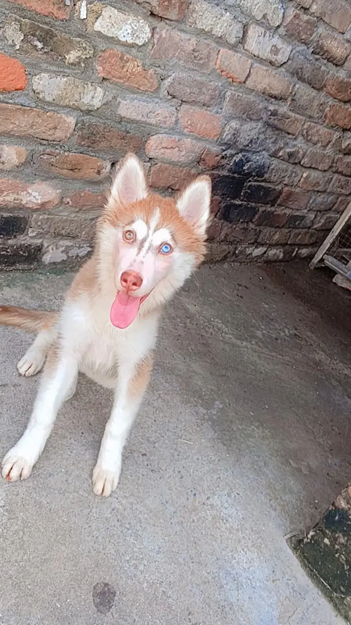 Husky for sale — photo 2