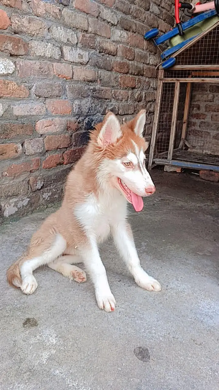 Husky for sale — photo 3