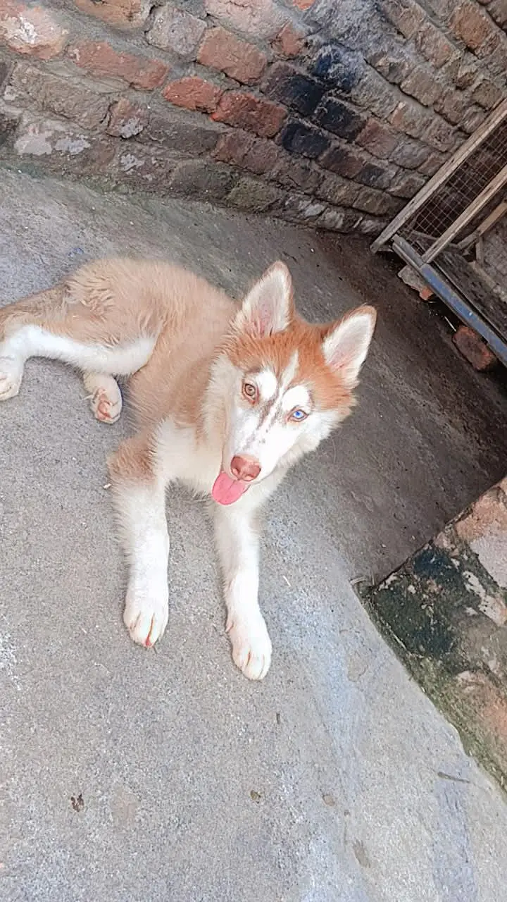 Husky for sale — photo 4