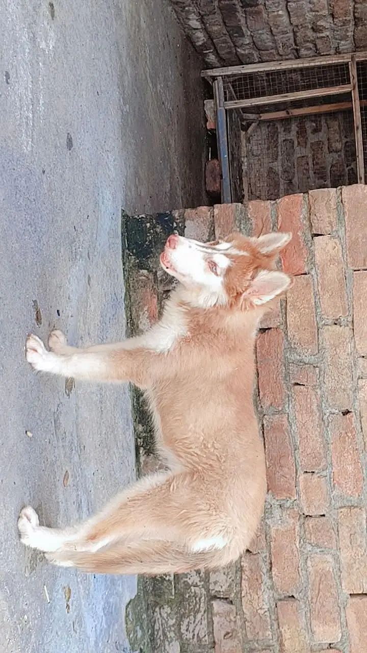 Husky for sale — photo 5