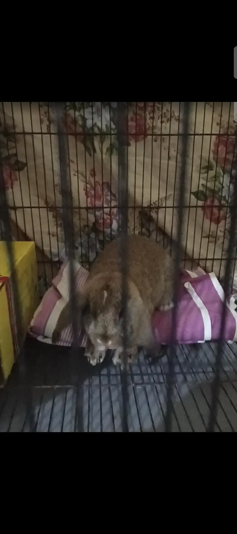 Hollan lop litter trained v Rare Color so Beautiful and loving caring — photo 2