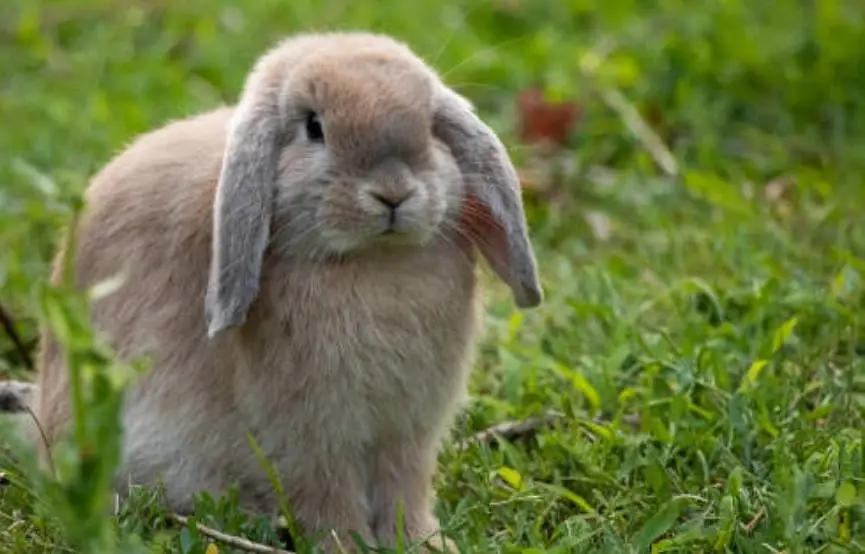 Hollan lop litter trained v Rare Color so Beautiful and loving caring — photo 4