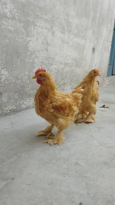 Bantam