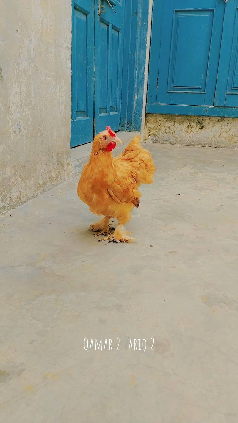 Bantam 1
