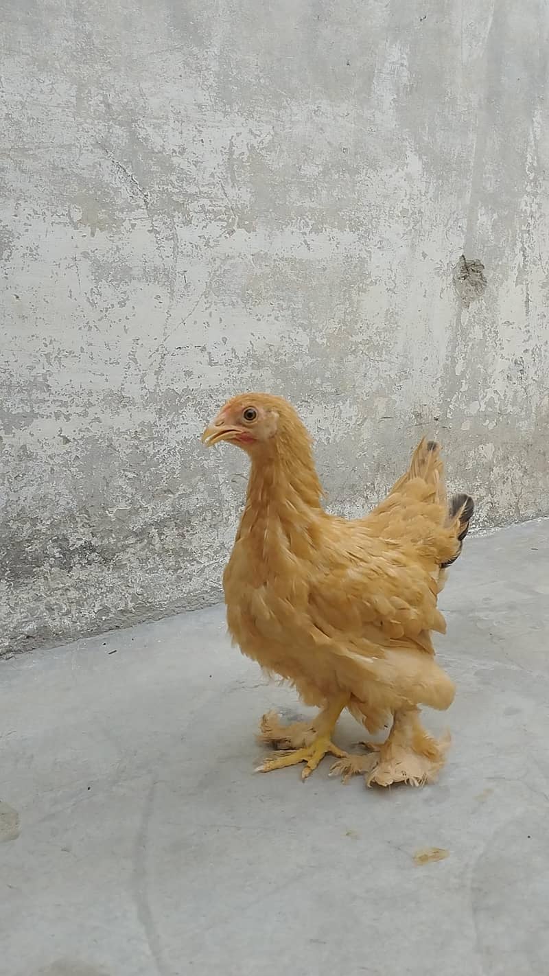 Bantam 2