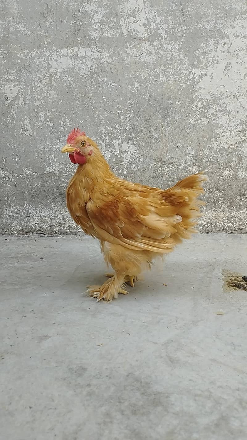 Bantam 3